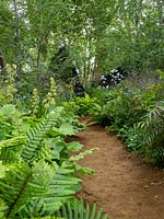 The M and G Garden. A sandy path leads you through the lush green planting of the garden. - Designer: Andy Sturgeon  - Sponsor: M and G Investments