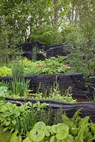 The M and G Garden 2019, view of the woodland inspired garden where the planting includes Rodgersias, ferns, Equisetum hyemale and where burnt oak sculptures represent rock formations - Designer: Andy Sturgeon - Sponsor: M and G investments