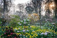 Daffodils and Rhododendrons in The Arboretum, Highgrove, March, 2019.
