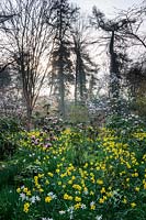Daffodils and Rhododendrons in The Arboretum, Highgrove, March, 2019.