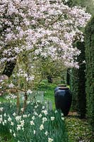 Magnolia in bloom, underplanted with flowering daffodils. The New Cottage Garden, Highgrove, March, 2019.
