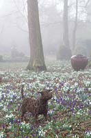 Woven dog sculpture stands among flowering snowdrops and Crocus in The Woodland Garden, Highgrove, February, 2019.
