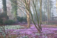 Flowering Snowdrops and Cyclamen coum growing under trees in The Arboretum, Highgrove, February, 2019.
