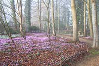 Flowering snowdrops and Cyclamen coum in The Arboretum, Highgrove, February, 2019.

