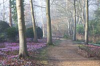 Flowering Cyclamen coum and snowdrops in The Arboretum, Highgrove, February, 2019.
