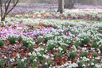 Cyclamen coum and Galanthus - Snowdrops - carpeting ground under trees in The Woodland Garden, Highgrove, February, 2019. 