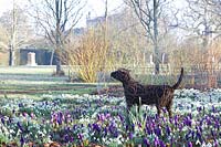 Willow statue of Tigga standing among flowering crocuses and snowdrops. The Meadow, Highgrove, February, 2019. 