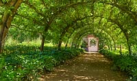 Trained apple arch in the Walled Garden, Highgrove, June, 2019. 