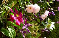 Flowering Clematis and roses in The Carpet Garden, Highgrove, June, 2019. 