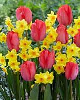 Tulipa Van Eijk, Narcissus Martinette
