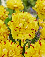 Tulipa Yellow Danceline