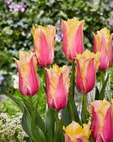 Tulipa Flaming Memory