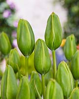 Tulipa Green King