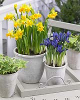 Spring bulbs on pots