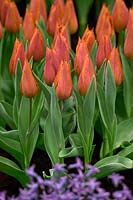 Tulipa Request
