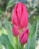 Tulipa Trinity
