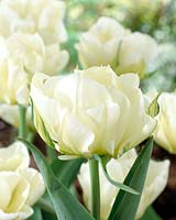 Tulipa White Valley