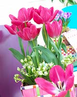 Ornithogalum, Tulipa Sweet Rosy
