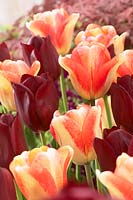 Tulipa National Velvet, Colour Mistic