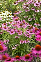 Echinacea collection
