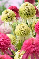 Echinacea Cotton Candy