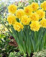 Narcissus Sherborne