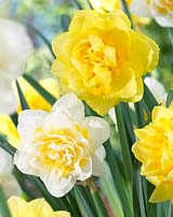 Narcissus Lingerie, Sherborne