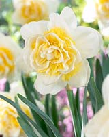 Narcissus Lingerie