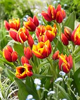 Tulipa Syracuse