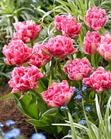 Tulipa Crispion Sweet
