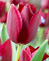 Tulipa National Velvet