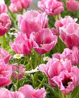 Tulipa Fringed Family