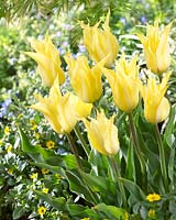 Tulipa Tres Chic geel
