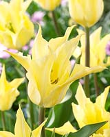 Tulipa Tres Chic geel