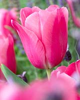 Tulipa Survivor