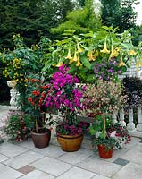Collection patio plants, Senna, Brugmansia, Bougainvillea, Abutilon, Solanum, Anisodontea