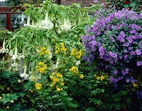 Collection patio plants, Brugmansia, Solanum, Senna