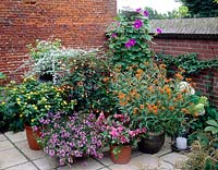 Collection patio plants, Lantana, Helichrysum, Impomoea, Asclepias, Abutilon, Bougainvillea, Scaevola