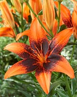 Lilium Orange Art