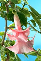 Brugmansia double pink