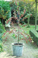Malus red