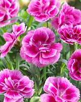 Dianthus Adorables Easy Pink kgr Â®