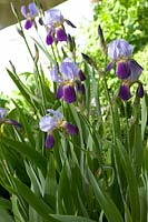Iris sibirica blue