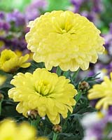Argyranthemum frutescens Crazy Daisy yellow