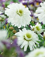 Argyranthemum frutescens Crazy Daisy white