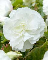 Begonia white