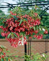 Begonia red