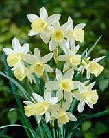 Narcissus Lemon Drops
