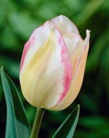 Tulipa Blushing Girl 