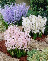 Hyacinthus orientalis Festival mixed